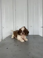 Samantha, a female Shih Tzu for sale in Shipshewana, IN – 4 of 6