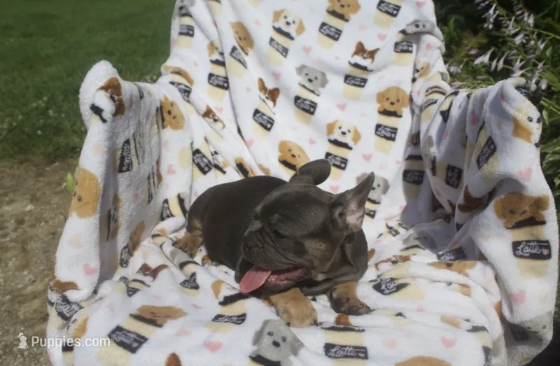 stella  – French Bulldog puppy for sale in Shipshewana, IN