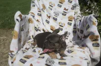 stella , a female French Bulldog for sale in Shipshewana, IN – 1 of 5