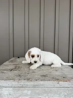 Charles, a male Beagle and Poodle - Toy  for sale in Shipshewana, IN – 2 of 5