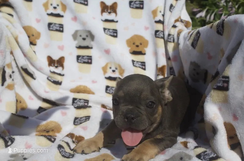 Simba – French Bulldog puppy for sale in Shipshewana, IN