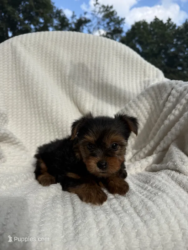 Savannah – Yorkshire Terrier puppy for sale in Shipshewana, IN