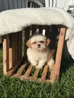 Issac, a male Shih Tzu for sale in Shipshewana, IN – 4 of 7