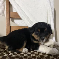 Rex, a male American Eskimo and Australian Shepherd for sale in Shipshewana, IN – Photo 6 of 6
