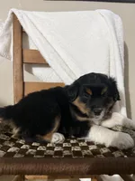 Rex, a male American Eskimo and Australian Shepherd for sale in Shipshewana, IN – Photo 6 of 6