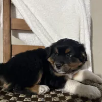 Rex, a male American Eskimo and Australian Shepherd for sale in Shipshewana, IN – Photo 4 of 6