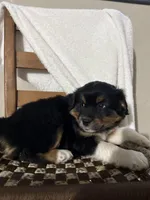 Rex, a male American Eskimo and Australian Shepherd for sale in Shipshewana, IN – Photo 3 of 6