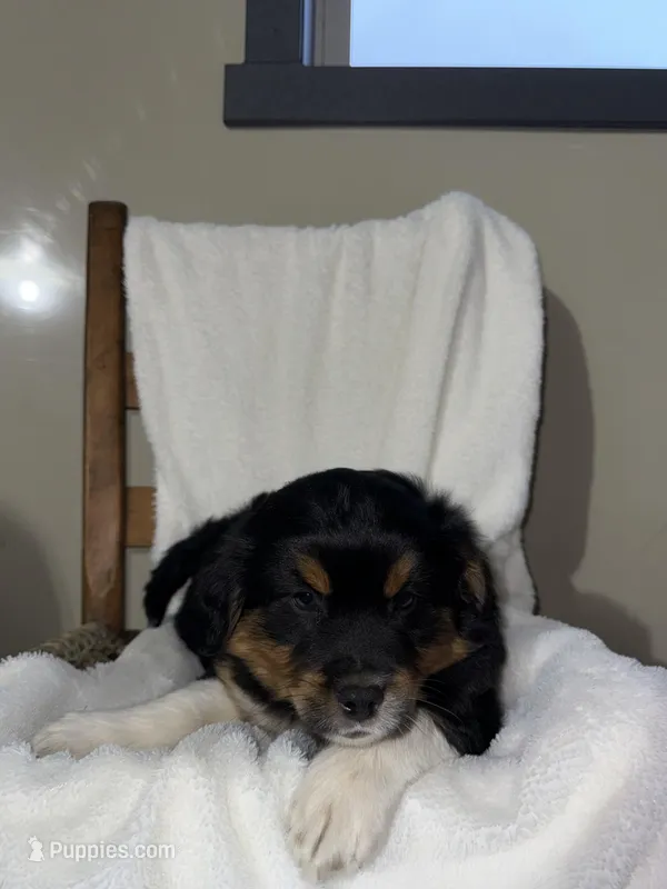 Rex – American Eskimo, Australian Shepherd puppy for sale in Shipshewana, IN