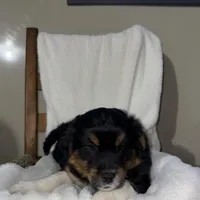 Rex, a male American Eskimo and Australian Shepherd for sale in Shipshewana, IN – Photo 2 of 6