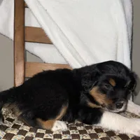 Rex, a male American Eskimo and Australian Shepherd for sale in Shipshewana, IN – Photo 5 of 6
