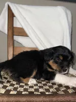 Rex, a male American Eskimo and Australian Shepherd for sale in Shipshewana, IN – Photo 5 of 6