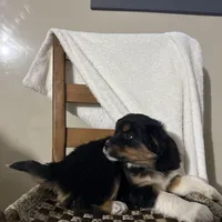 Rex, a male American Eskimo and Australian Shepherd for sale in Shipshewana, IN – Photo 3 of 6