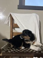Rex, a male American Eskimo and Australian Shepherd for sale in Shipshewana, IN – Photo 4 of 6