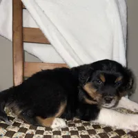 Rex, a male American Eskimo and Australian Shepherd for sale in Shipshewana, IN – Photo 1 of 6