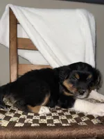 Rex, a male American Eskimo and Australian Shepherd for sale in Shipshewana, IN – Photo 1 of 6