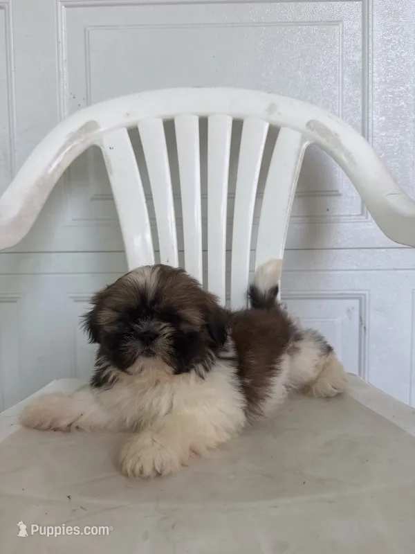 Gracie  – Shih Tzu puppy for sale in Shipshewana, IN