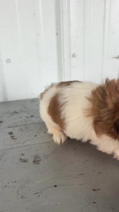 Sally, a female Shih Tzu for sale in Shipshewana, IN – 6 of 6
