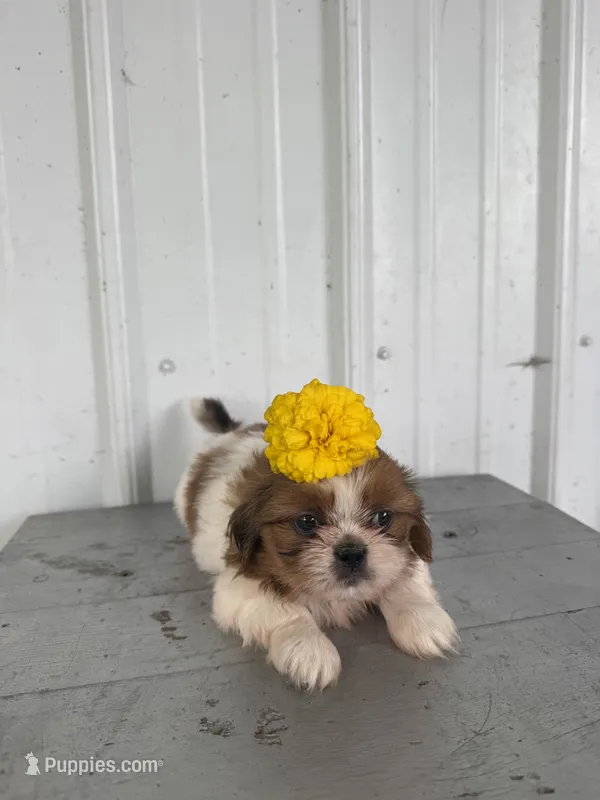 Sally – Shih Tzu puppy for sale in Shipshewana, IN