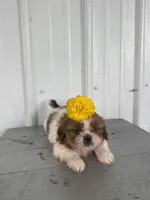 Sally, a female Shih Tzu for sale in Shipshewana, IN – 1 of 6