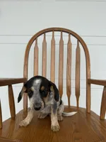 Jody, a female Australian Cattle Dog and Beagle for sale in Shipshewana, IN – 5 of 6