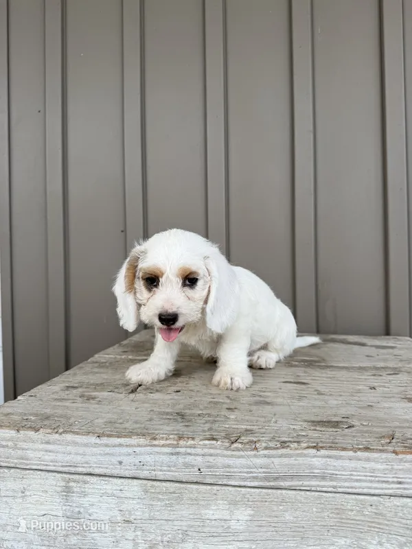 Charles – Beagle, Poodle - Toy  puppy for sale in Shipshewana, IN