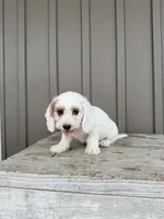 Charles, a male Beagle and Poodle - Toy  for sale in Shipshewana, IN – 4 of 5