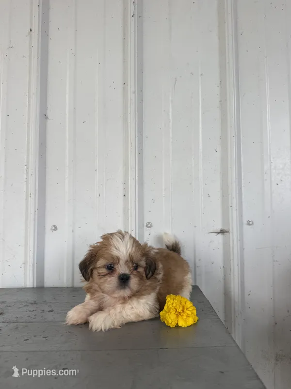 Saber – Shih Tzu puppy for sale in Shipshewana, IN