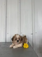 Saber, a male Shih Tzu for sale in Shipshewana, IN – 1 of 7