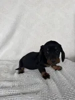 Skye, a female Dachshund for sale in Shipshewana, IN – Photo 4 of 6