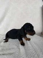 Skye, a female Dachshund for sale in Shipshewana, IN – Photo 6 of 6