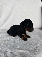 Skye, a female Dachshund for sale in Shipshewana, IN – Photo 2 of 6