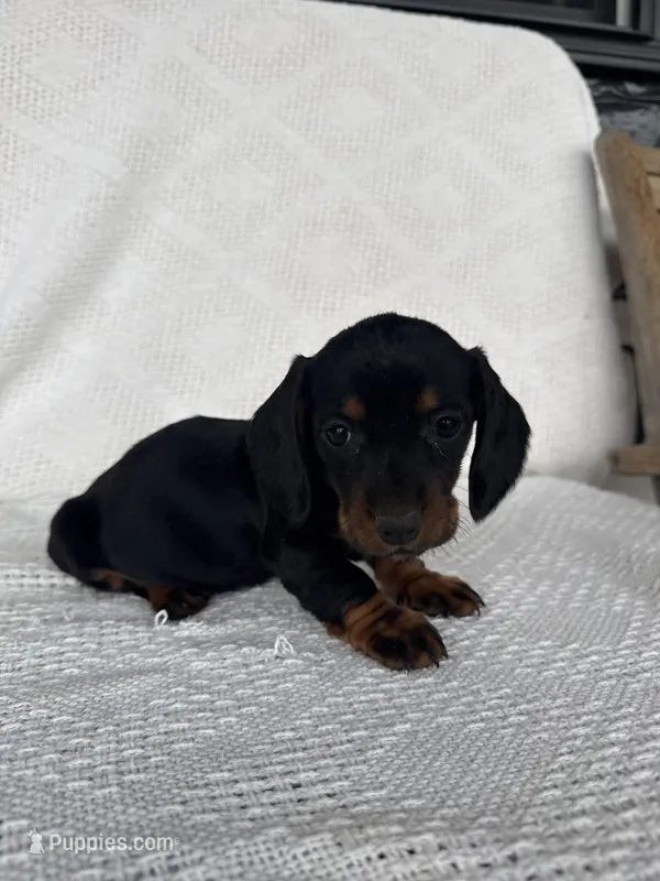 Skye – Dachshund puppy for sale in Shipshewana, IN