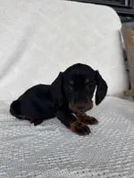 Skye, a female Dachshund for sale in Shipshewana, IN – Photo 1 of 6