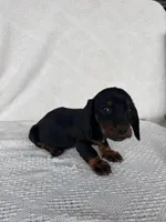 Skye, a female Dachshund for sale in Shipshewana, IN – Photo 3 of 6