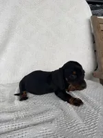 Skye, a female Dachshund for sale in Shipshewana, IN – Photo 5 of 6