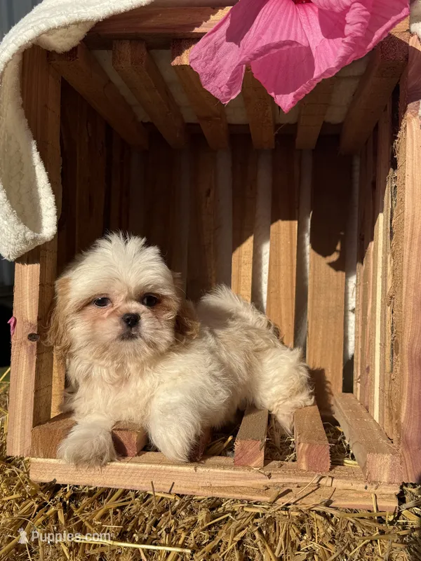 Issac – Shih Tzu puppy for sale in Shipshewana, IN