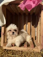 Issac, a male Shih Tzu for sale in Shipshewana, IN – 6 of 7