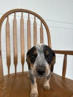 Layla, a female Australian Cattle Dog and Beagle for sale in Shipshewana, IN – 2 of 5