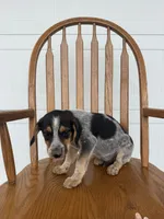 Johnny, a male Australian Cattle Dog and Beagle for sale in Shipshewana, IN – 3 of 4