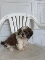Poppy, a female Shih Tzu for sale in Shipshewana, IN – 3 of 5