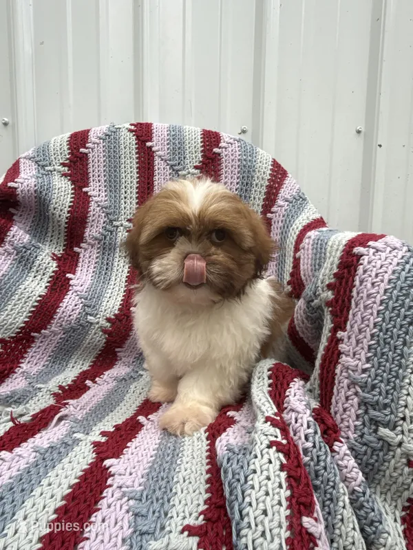 Haven  – Shih Tzu puppy for sale in Shipshewana, IN