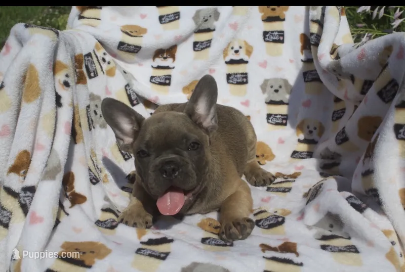 charlie – French Bulldog puppy for sale in Shipshewana, IN