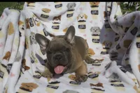 charlie, a male French Bulldog for sale in Shipshewana, IN – 1 of 5