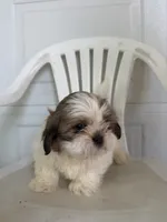 Louie, a male Shih Tzu for sale in Shipshewana, IN – 5 of 5