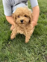 Johnny, a male Poodle - Toy  for sale in Shipshewana, IN – 5 of 7