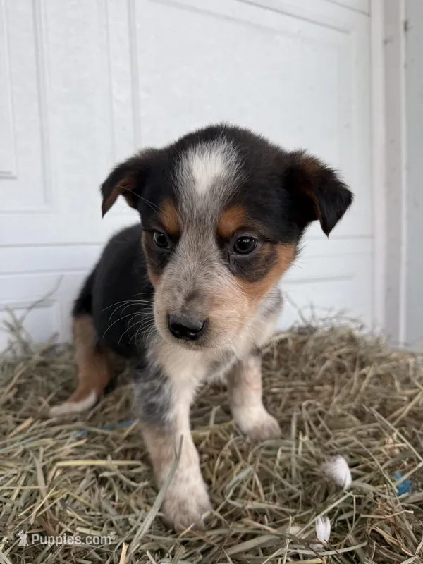 Theo – Border Collie puppy for sale in Shipshewana, IN