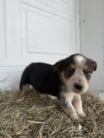 Theo, a male Border Collie for sale in Shipshewana, IN – Photo 5 of 5