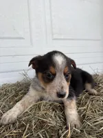 Theo, a male Border Collie for sale in Shipshewana, IN – Photo 2 of 5