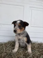 Theo, a male Border Collie for sale in Shipshewana, IN – Photo 3 of 5