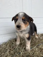Theo, a male Border Collie for sale in Shipshewana, IN – Photo 4 of 5